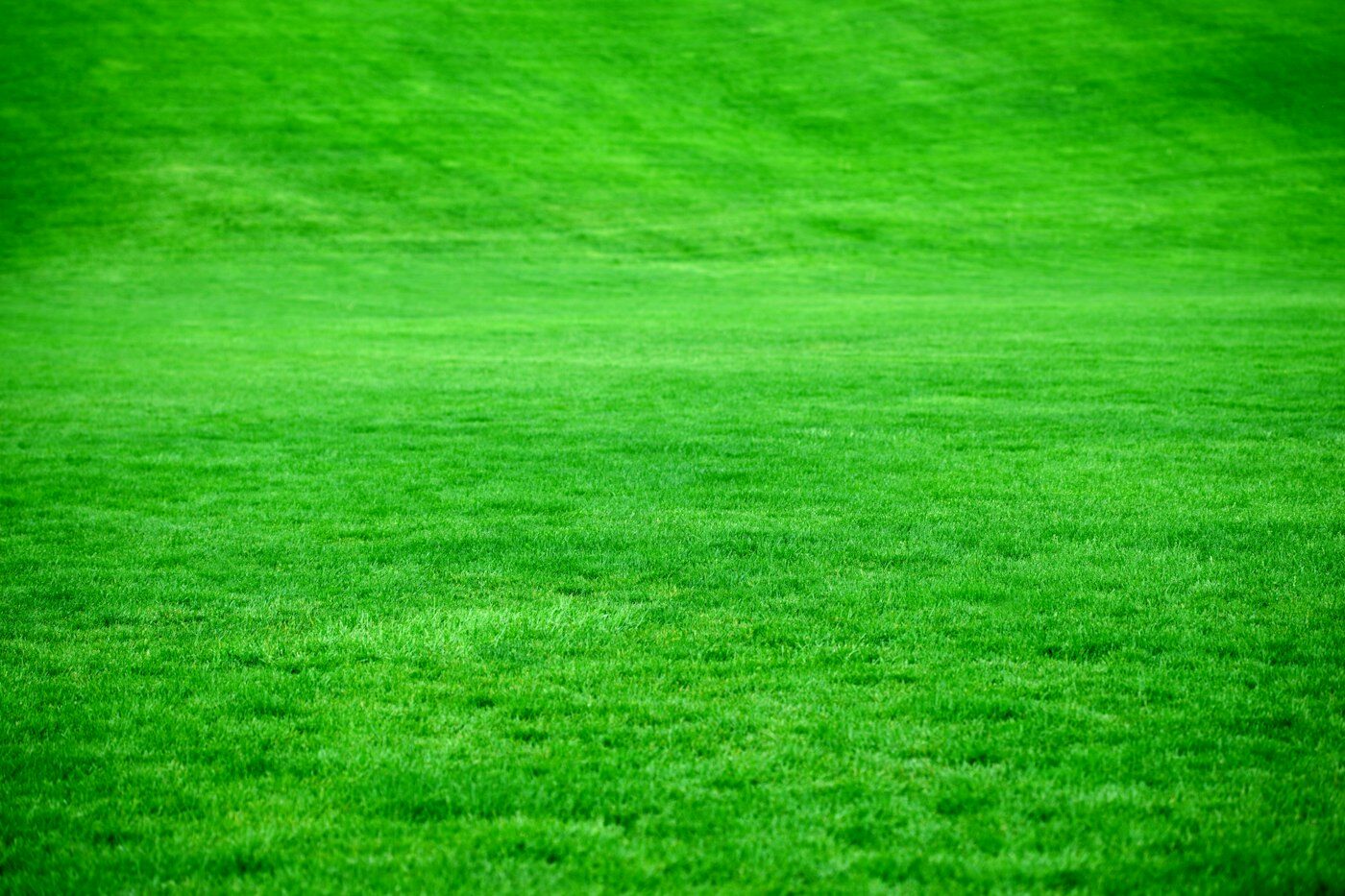 Close-up of a thick green lawn