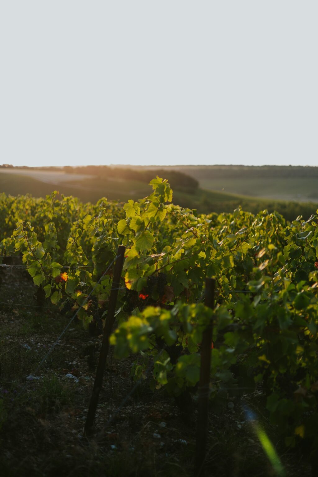 Rows of grapevines at sunrise